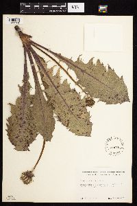 Taraxacum officinale image