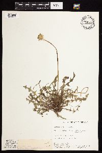 Taraxacum officinale image