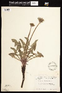 Taraxacum officinale image