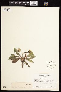 Taraxacum officinale image
