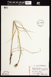 Tragopogon dubius image