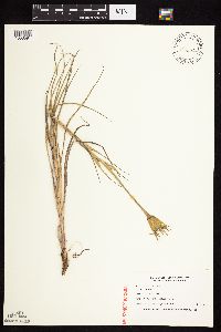 Tragopogon dubius image