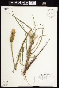 Tragopogon dubius image