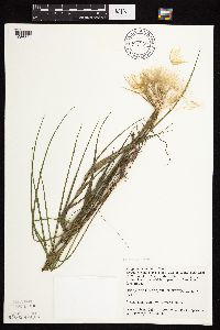 Tragopogon dubius image