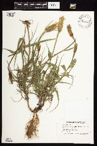 Tragopogon dubius image