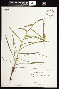 Tragopogon dubius image