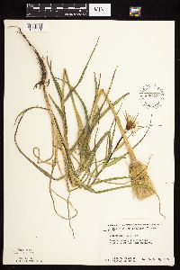 Tragopogon dubius image