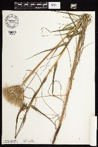 Tragopogon dubius image