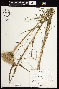 Tragopogon dubius image