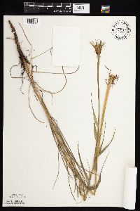 Tragopogon dubius image
