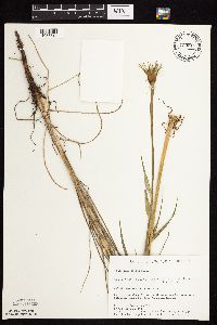 Tragopogon dubius image