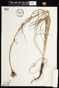 Tragopogon dubius image