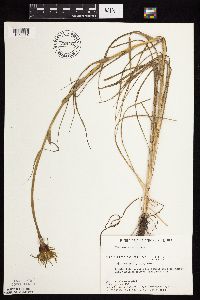 Tragopogon dubius image