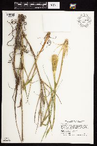 Tragopogon dubius image