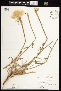 Tragopogon dubius image