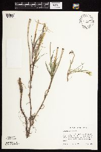 Tragopogon dubius image