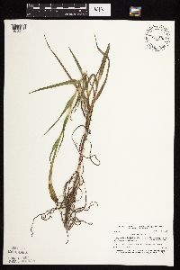 Tragopogon dubius image
