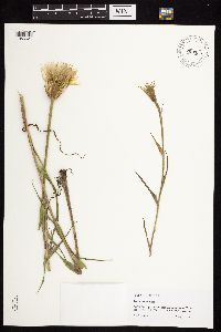 Tragopogon dubius image