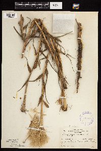 Tragopogon dubius image