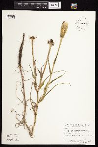 Tragopogon dubius image