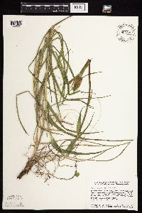 Tragopogon dubius image