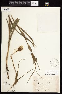 Tragopogon dubius image