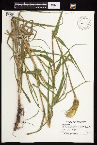 Tragopogon dubius image
