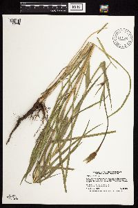 Tragopogon dubius image
