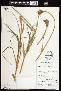 Tragopogon dubius image