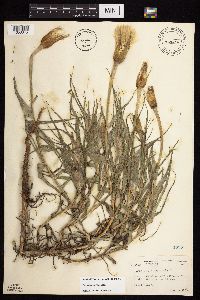 Tragopogon dubius image