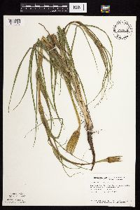 Tragopogon dubius image