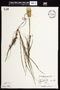 Tragopogon dubius image