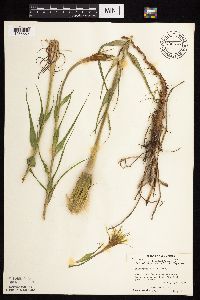 Tragopogon dubius image