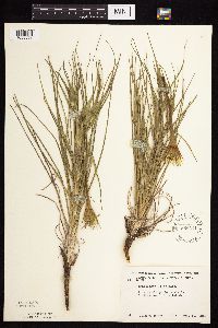 Tragopogon dubius image