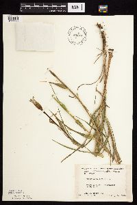 Tragopogon dubius image