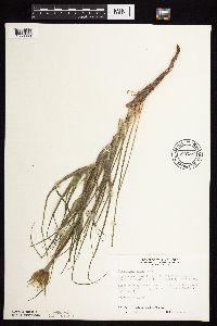 Tragopogon dubius image
