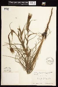 Tragopogon dubius image