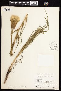 Tragopogon dubius image