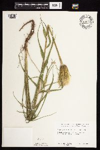 Tragopogon dubius image