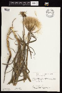 Tragopogon dubius image
