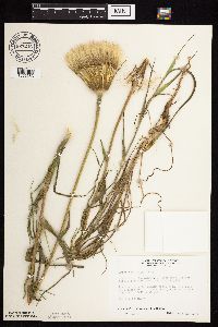Tragopogon dubius image