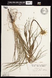 Tragopogon dubius image