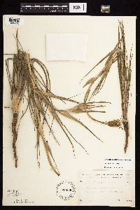 Tragopogon dubius image