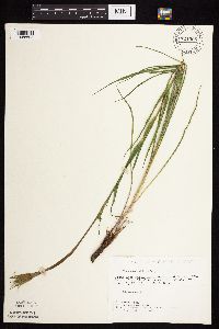 Tragopogon dubius image