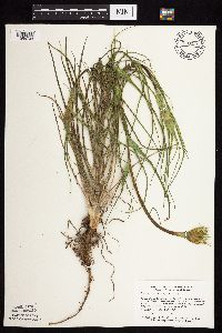 Tragopogon dubius image