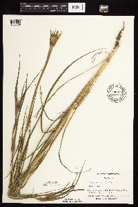 Tragopogon dubius image