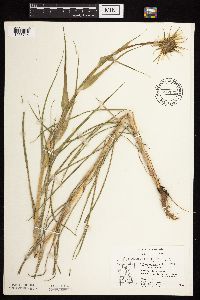 Tragopogon dubius image