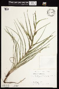 Tragopogon dubius image