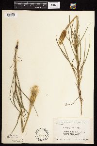 Tragopogon dubius image