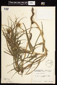 Tragopogon dubius image